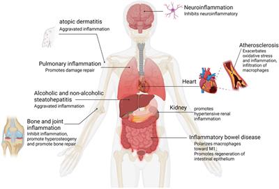 YAP at the progression of inflammation